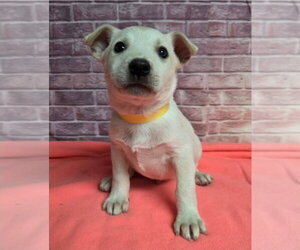 Mutt Dogs for adoption in Lakewood, CO, USA