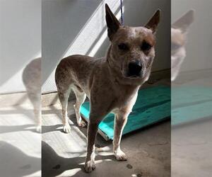 Mutt Dogs for adoption in Camarillo, CA, USA