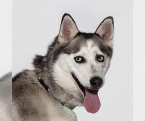 - Mix Dogs for adoption in Santa Maria, CA, USA