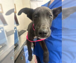 Labrador Retriever-Unknown Mix Dogs for adoption in San Bernardino, CA, USA