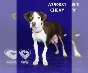 Beagle Dogs for adoption in Stockton, CA, USA