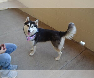 Siberian Husky-Unknown Mix Dogs for adoption in McKinney, TX, USA