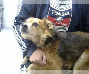 Chihuahua-Unknown Mix Dogs for adoption in Pasadena, TX, USA