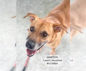 Shepradors Dogs for adoption in Supply, NC, USA