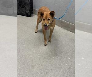 Shiba Inu-Unknown Mix Dogs for adoption in Las Vegas, NV, USA