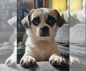 Chihuahua-Unknown Mix Dogs for adoption in Cranston, RI, USA