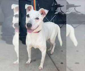 Mutt Dogs for adoption in Woodbury, NY, USA
