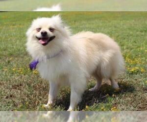 Pomeranian-Unknown Mix Dogs for adoption in Longview, TX, USA