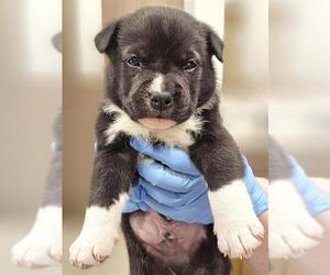 American Pit Bull Terrier-Unknown Mix Dogs for adoption in Baytown, TX, USA