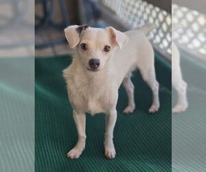 Chihuahua-Unknown Mix Dogs for adoption in Tempe , AZ, USA