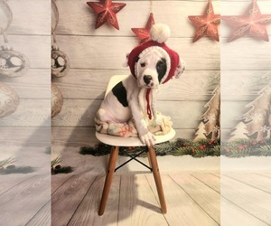 Mutt Dogs for adoption in Clinton , MI, USA