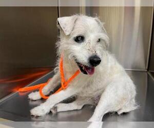 Cairn Terrier-Parson Russell Terrier Mix Dogs for adoption in Orange, CA, USA