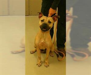 Black Mouth Cur-Unknown Mix Dogs for adoption in Sanford, FL, USA