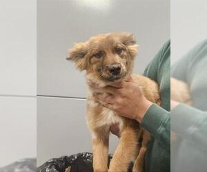 Australian Shepherd-Unknown Mix Dogs for adoption in San Martin, CA, USA