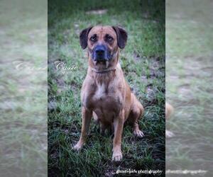 Small Black Mouth Cur-Catahoula Leopard Dog Mix