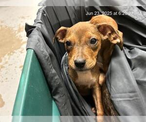 American Pit Bull Terrier-Unknown Mix Dogs for adoption in Ocala, FL, USA