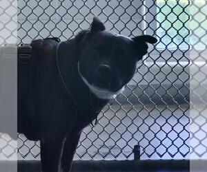 American Staffordshire Terrier-Unknown Mix Dogs for adoption in San Antonio, TX, USA