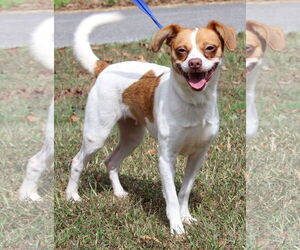 Puggle Dogs for adoption in Prattville, AL, USA