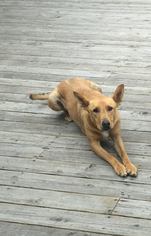 Collie-German Shepherd Dog Mix Dogs for adoption in Healdsburg, CA, USA