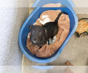 Borador Dogs for adoption in Santa Rosa, CA, USA