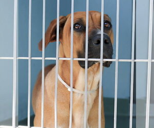 Rhodesian Ridgeback Dogs for adoption in Pasadena, CA, USA