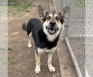German Shepherd Dog-Unknown Mix Dogs for adoption in Modesto, CA, USA