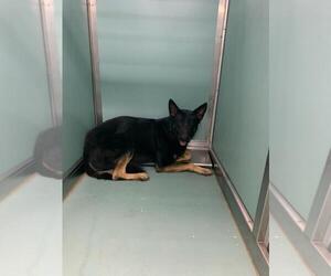 German Shepherd Dog Dogs for adoption in Moreno Valley, CA, USA
