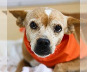 Puggle Dogs for adoption in San Antonio, TX, USA