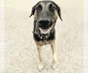 Mutt Dogs for adoption in Houston, TX, USA