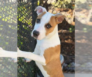 Mutt Dogs for adoption in Santa Cruz, CA, USA