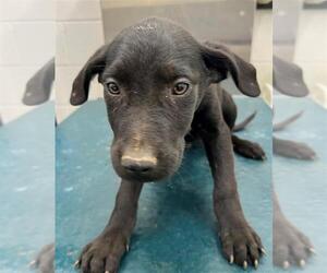 Medium Photo #1 Labrador Retriever-Unknown Mix Puppy For Sale in Mobile, AL, USA