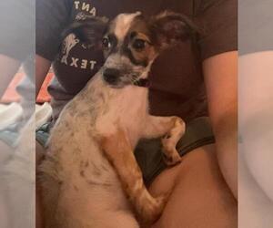 Chihuahua-Unknown Mix Dogs for adoption in San Antonio, TX, USA