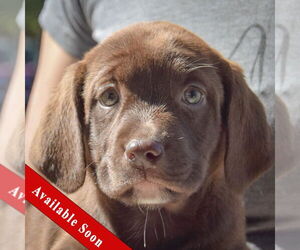 Sheprador Dogs for adoption in Huntley, IL, USA