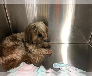 Lhasa Apso Dogs for adoption in Fort Lauderdale, FL, USA