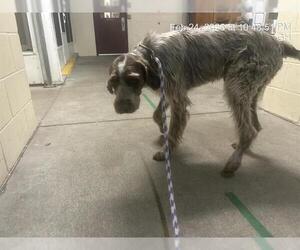 German Wirehaired Pointer Dogs for adoption in Ocala, FL, USA