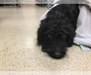 Mutt Dogs for adoption in Riverside, CA, USA