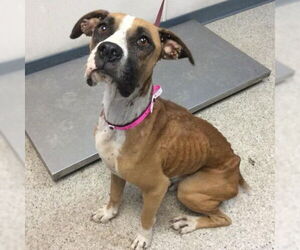 Boxer Dogs for adoption in Davis, CA, USA