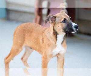 Anatolian Shepherd-Unknown Mix Dogs for adoption in Santa Cruz, CA, USA