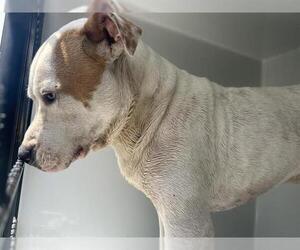 American Staffordshire Terrier-Labrador Retriever Mix Dogs for adoption in Houston, TX, USA