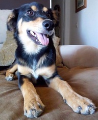 Medium Photo #1 German Shepherd Dog-Unknown Mix Puppy For Sale in San Diego, CA, USA