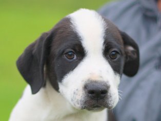 Medium Photo #1 Sheprador Puppy For Sale in Cookeville, TN, USA