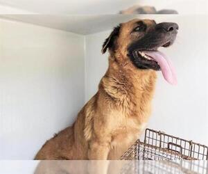 German Shepherd Dog-Unknown Mix Dogs for adoption in Houston, TX, USA