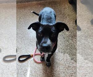 Mutt Dogs for adoption in Pueblo, CO, USA