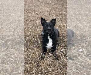Mutt Dogs for adoption in Sheridan, CO, USA