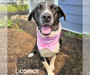 Border Collie-Unknown Mix Dogs for adoption in Maryville, TN, USA