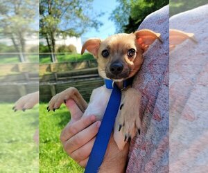 Chihuahua Dogs for adoption in Brookeville, MD, USA