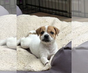 American Pit Bull Terrier-Unknown Mix Dogs for adoption in Hillsboro, MO, USA