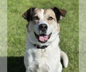 Collie-Unknown Mix Dogs for adoption in Camarillo, CA, USA