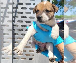 Mutt Dogs for adoption in San Antonio, TX, USA