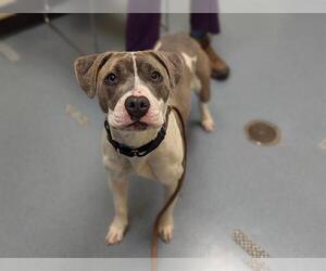 American Pit Bull Terrier-Unknown Mix Dogs for adoption in Denver, CO, USA